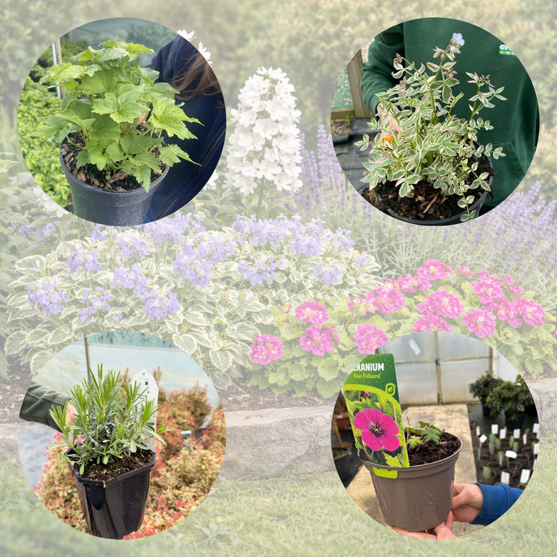 Perennial Plants Butterfly & Bee Border Pack (12 Plants)