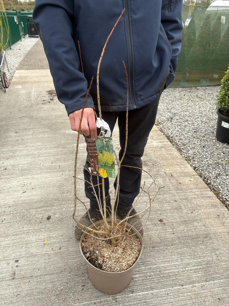 Cotinus Golden Lady 10 Litre Pot