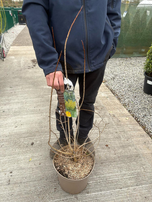 Cotinus Golden Lady 10 Litre Pot