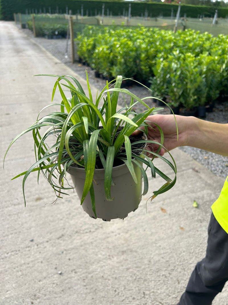 Liriope Monroe White 2 Litre Pot