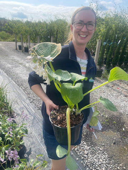 Hosta Sieboldiana Elegans 3 Litre Pot