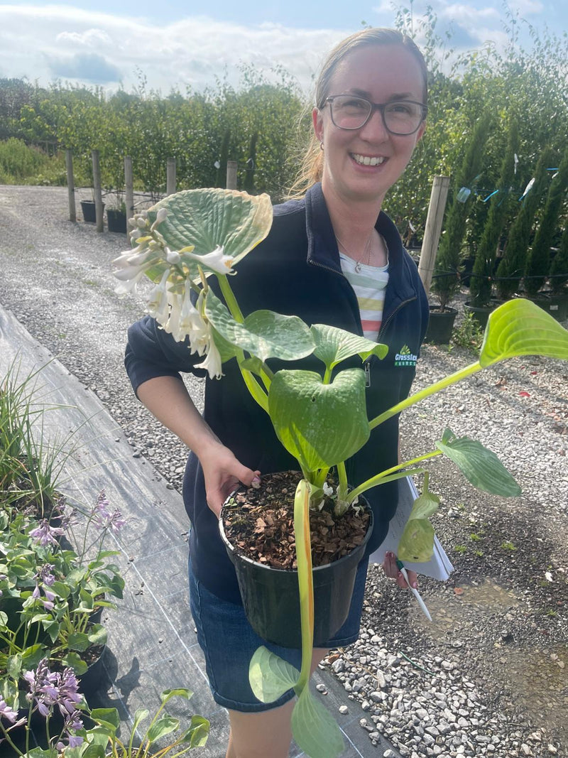 Hosta Sieboldiana Elegans 2 Litre Pot