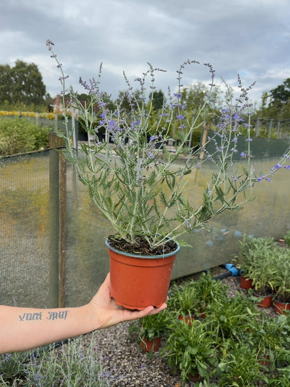 Perovskia Atriplic. Blue Spire 2 Litre Pot
