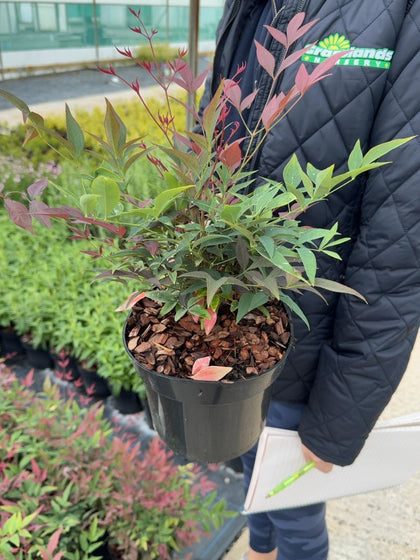 Nandina domestica Obsessed Seika® - Sacred Bamboo 3 Litre Pot