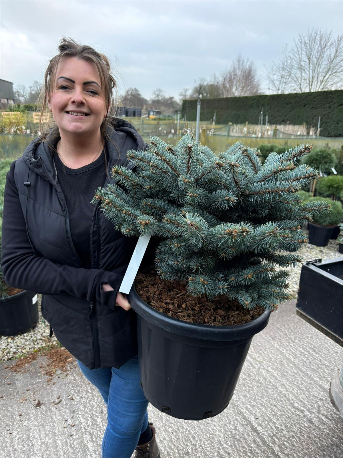 Picea Pungens Glauca Globosa 25 Litre Pot