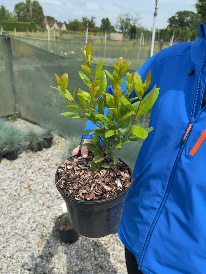 Arbutus unedo 'Compacta' - Compact Strawberry Tree 3 Litre Pot