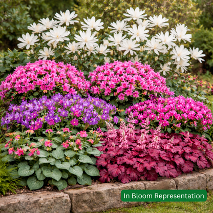Spring Colour Boost Border Pack (12 Plants)
