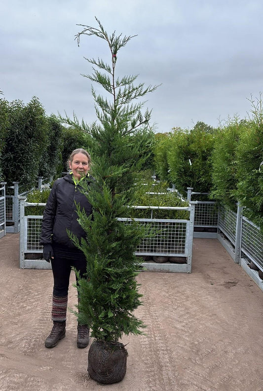 Leylandii Hedging Root Ball 175-200cm Delivery from October