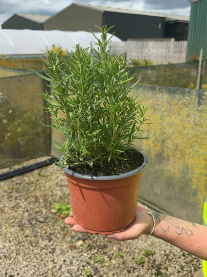 Rosmarinus Officinalis 2 Litre Pot