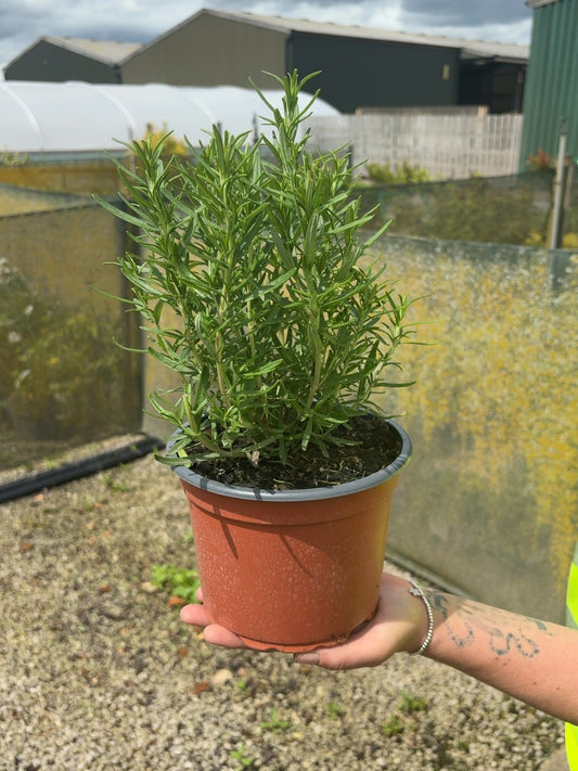Rosmarinus Officinalis 2 Litre Pot