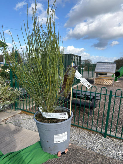 Cytisus Praecox Allgold 4.5 Litre Pot