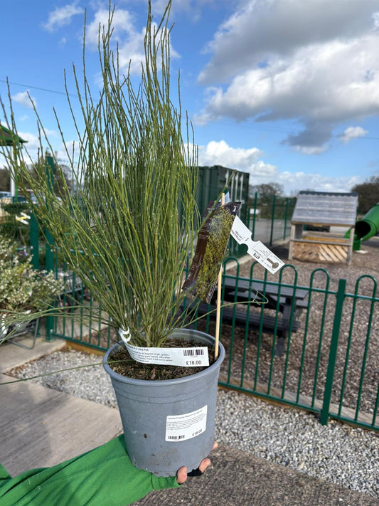 Cytisus Praecox Allgold 4.5 Litre Pot