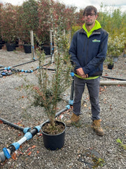 Berberis lin. Orange King 20 Litre Pot 100/125cm Tall
