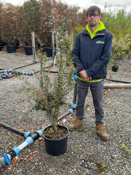 Berberis lin. Orange King 20 Litre Pot 100/125cm Tall