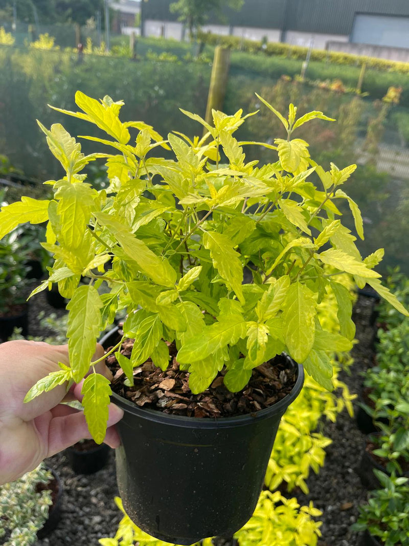 Caryopteris Worcester Gold 3 Litre Pot