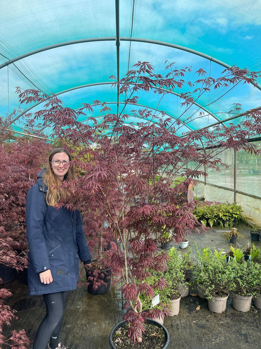 Acer Palmatum Trompenburg 35 Litre Pot Specimen Sized