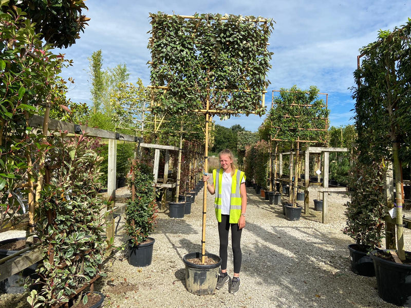 Elaeagnus Compacta Pleached 190cm Standard & Frame 100 Tall 140 Wide