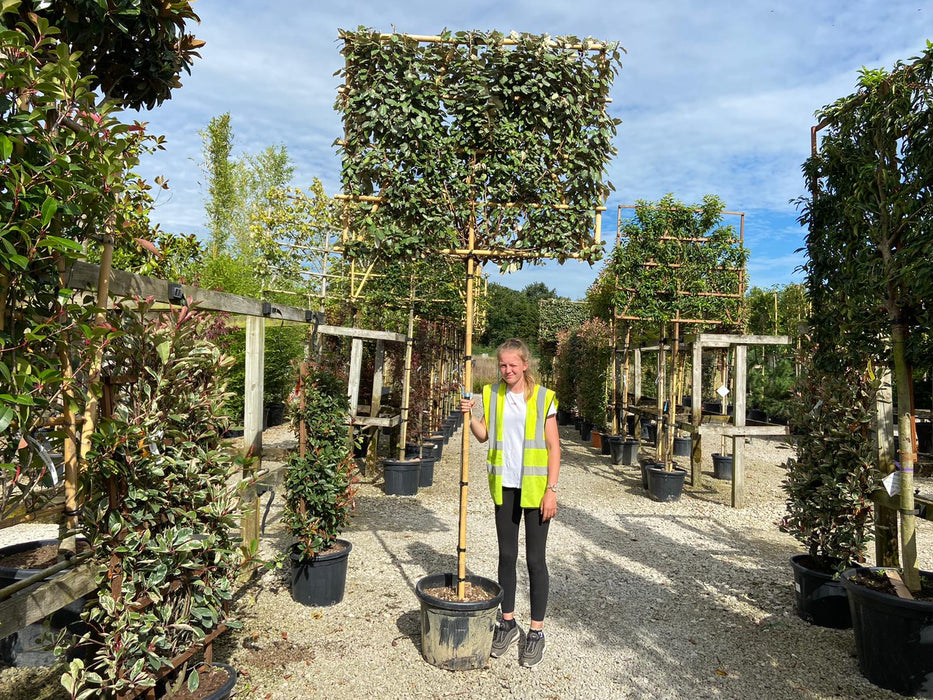 Elaeagnus Compacta Pleached 190cm Standard & Frame 100 Tall 140 Wide