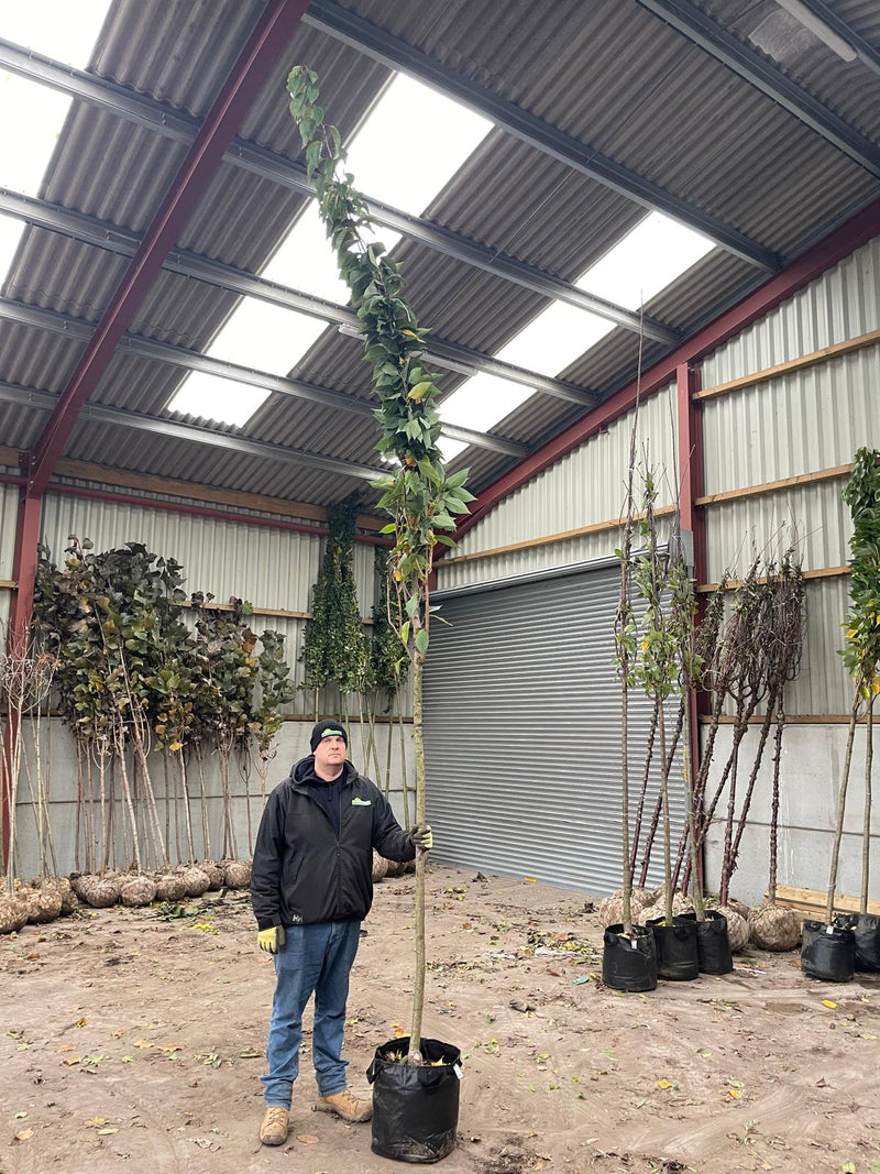 Prunus Kanzan Heavy Standard 12/14cm Girth 50 Litre