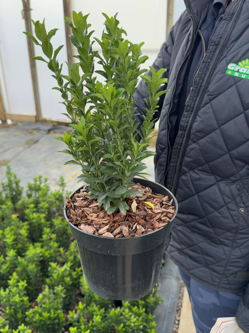 Euonymus japonicus Green Spire 3 Litre Pot