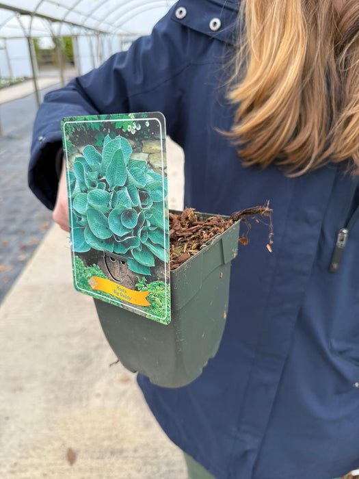 Hosta Big Daddy 11 cm Pot