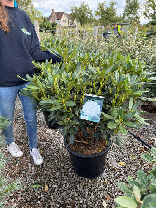 Rhododendron Hyb Madame Masson 40 Litre Pot