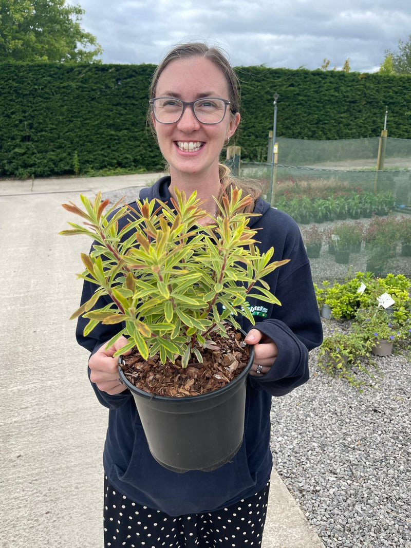 Euphorbia Ascot Rainbow 3 Litre Pot