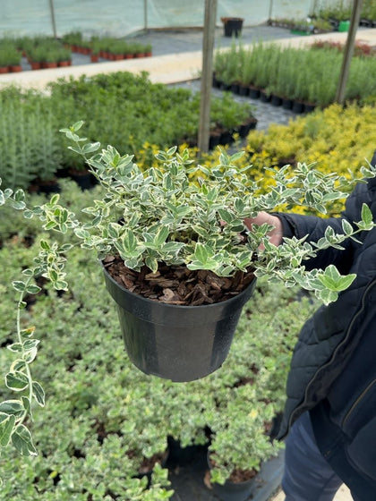 Euonymus fortunei Emerald Gaiety 3 Litre Pot