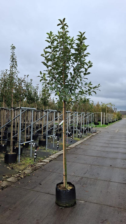 Apple Elstar 10/12cm Girth Pot Grown Delivery From November Onwards