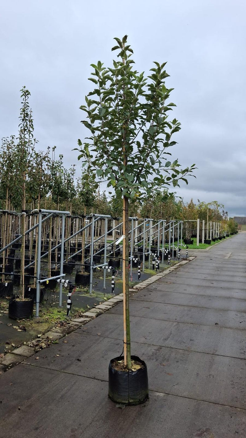 Apple Elstar 10/12cm Girth Pot Grown