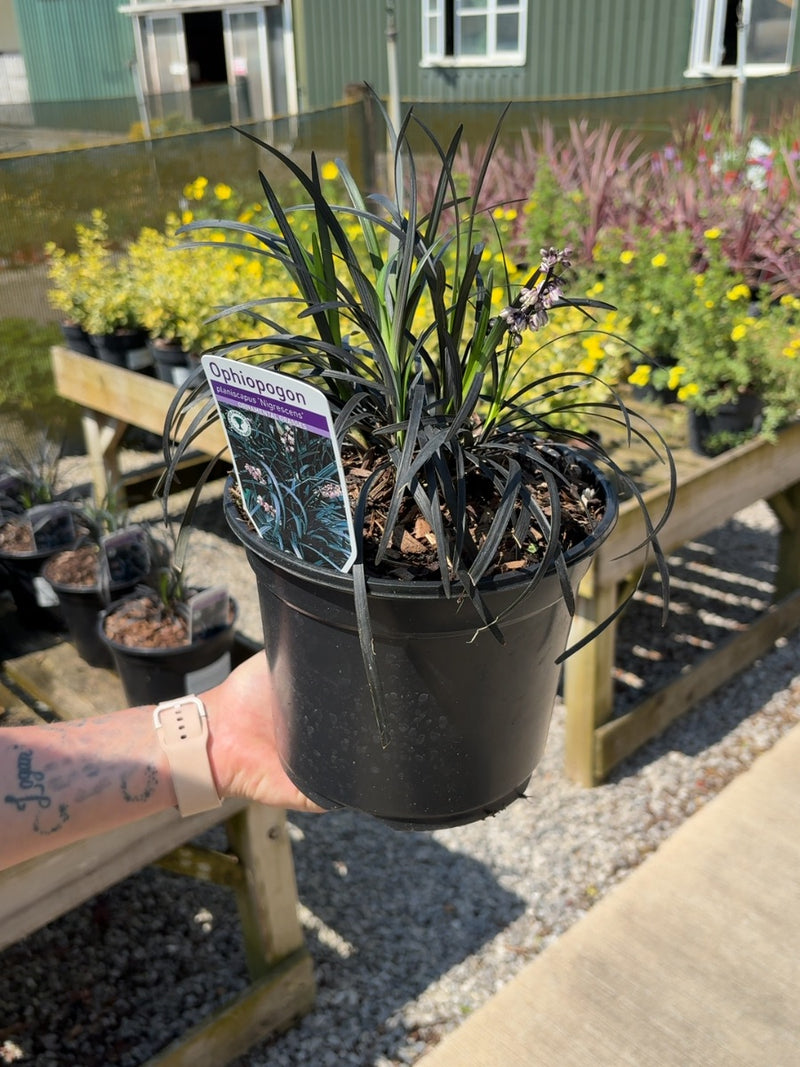 Ophiopogon Nigrescens 3 Litre Pot