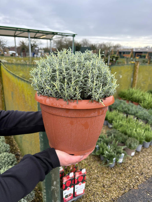 Santolina Chamaecyparissus 6 Litre Pot