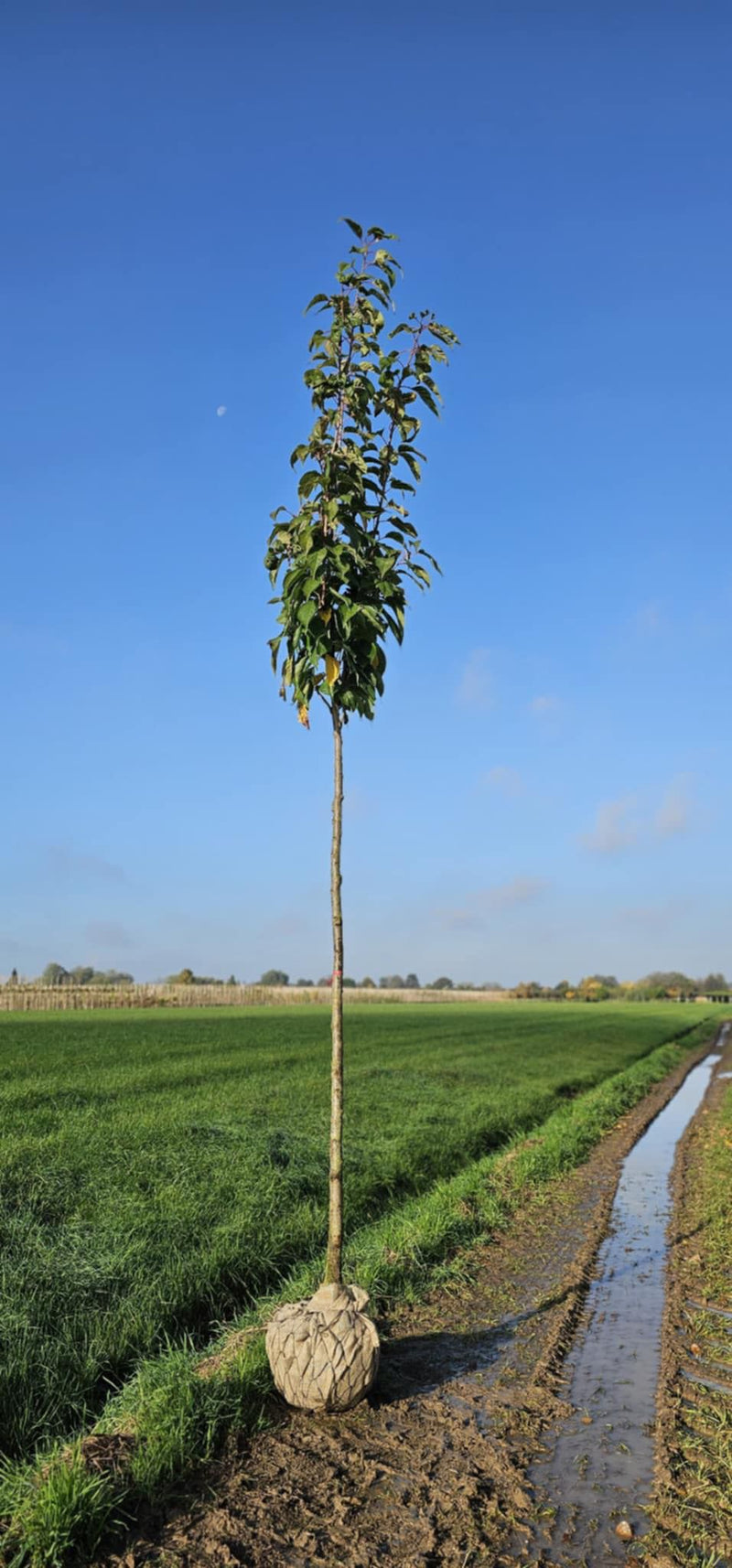 Prunus Serrulata Amanogawa Rootballed 10/12cm Girth