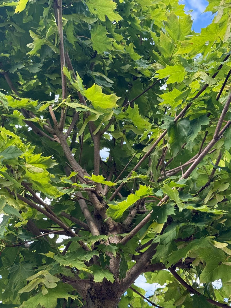 Acer Platanoides Globosum 12/14cm G 2.2m Stem Seconds