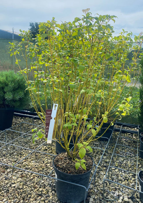 Cornus stol. Flaviramea 10 Litre Pot