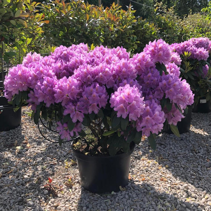 Rhododendron Hyb Catawbiense Grandiflorum 25 Litre Pot 90cm Wide —  Grasslands Nursery
