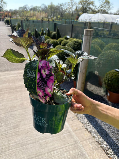 Hydrangea Black Diamonds Angel Purple 2 Litre Pot