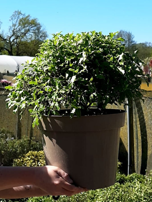 Pittosporum County Park Dwarf 10 Litre Pot