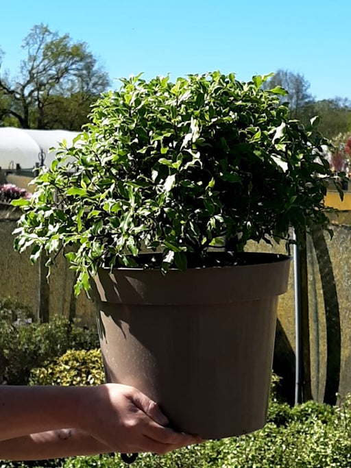 Pittosporum County Park Dwarf 10 Litre Pot