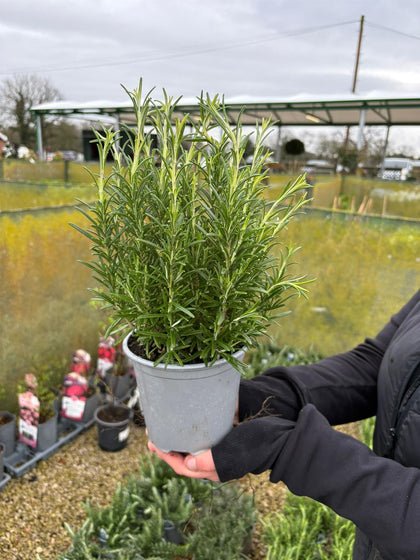 Rosmarinus Officinalis 14cm Pot