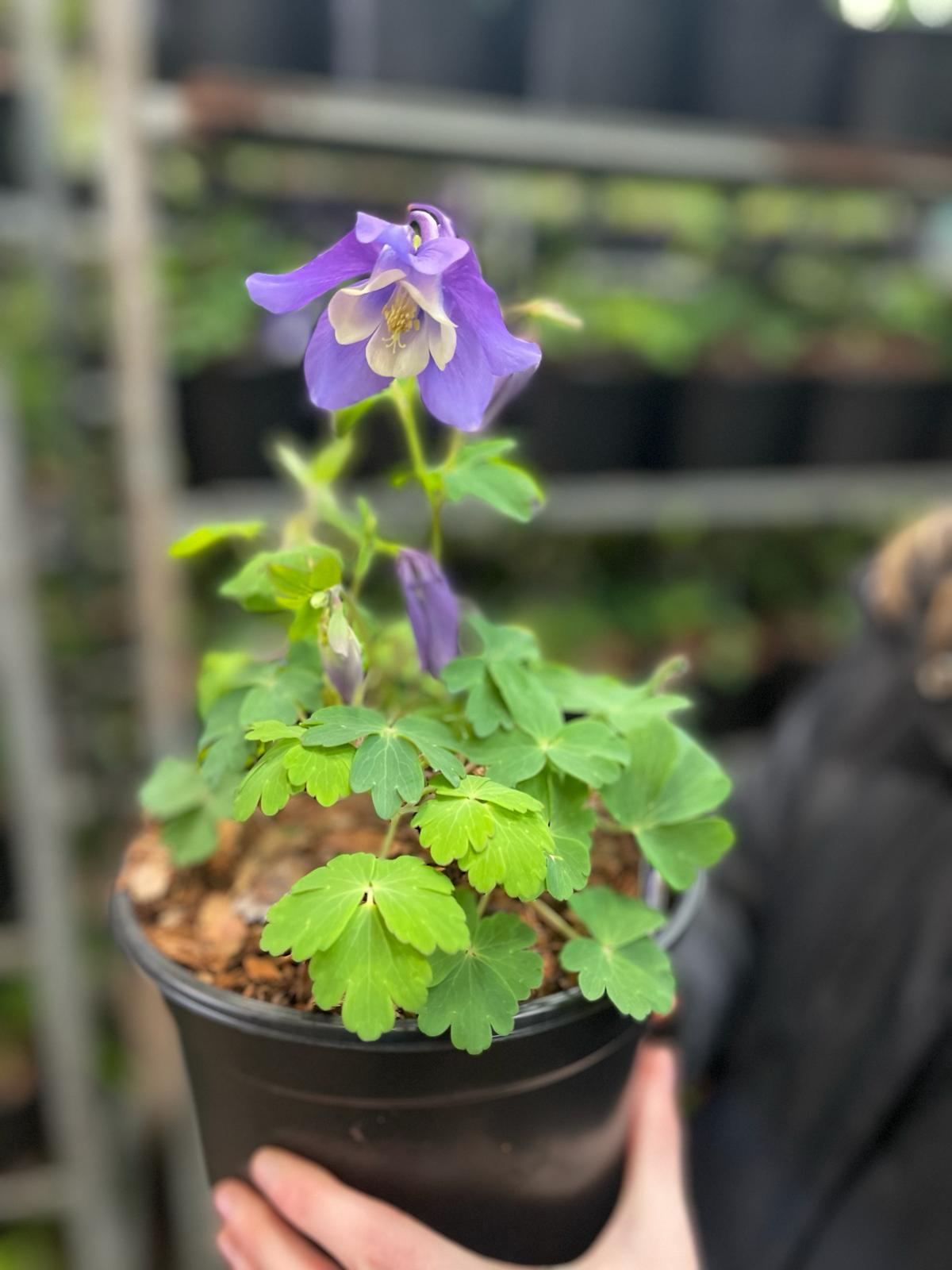 Aquilegia Spring Magic Blue 3 Litre Pot