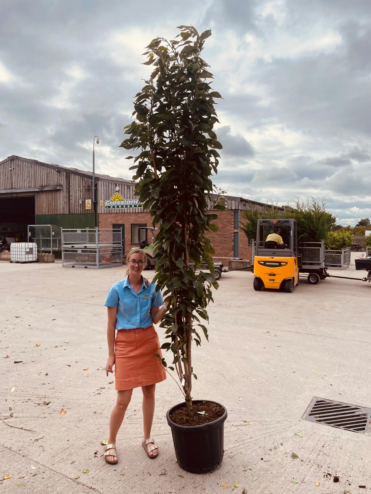 Prunus Amanogawa 50 Litre Pot 200/250cm