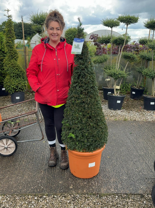 Yew Cone - Taxus Baccata 35 Litre Pot 130-150cm