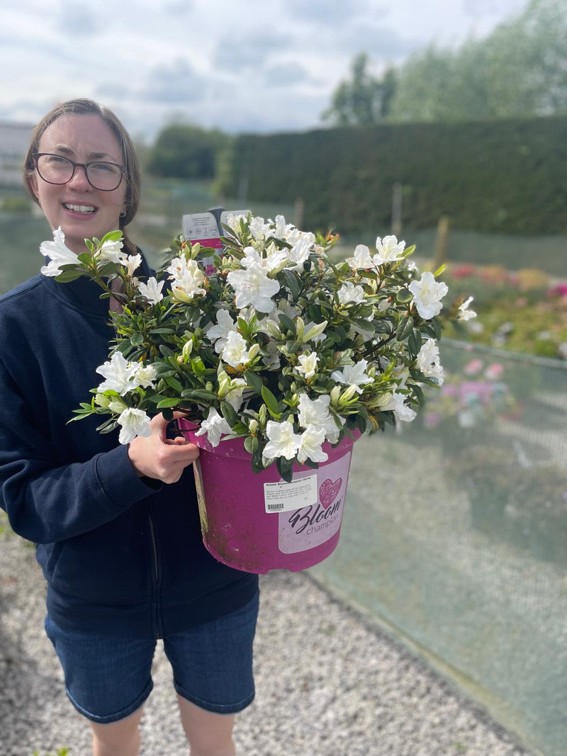 Azalea obt. Bloom Champion White 10 Litre Pot