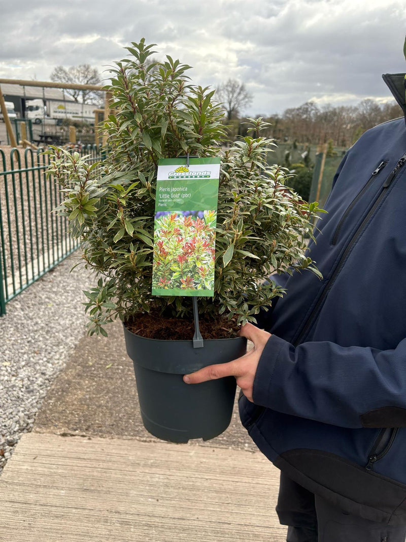 Pieris japonica Little Gold 6 Litre Pot