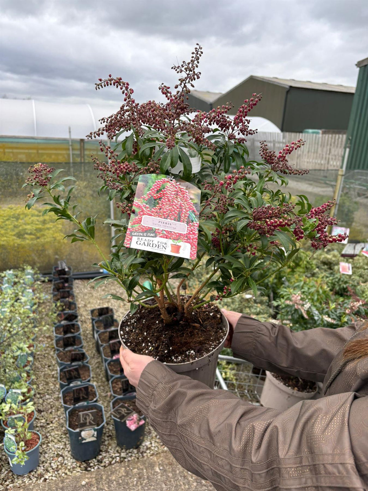 Pieris Japonica Valley Valentine 5 Litre Pot