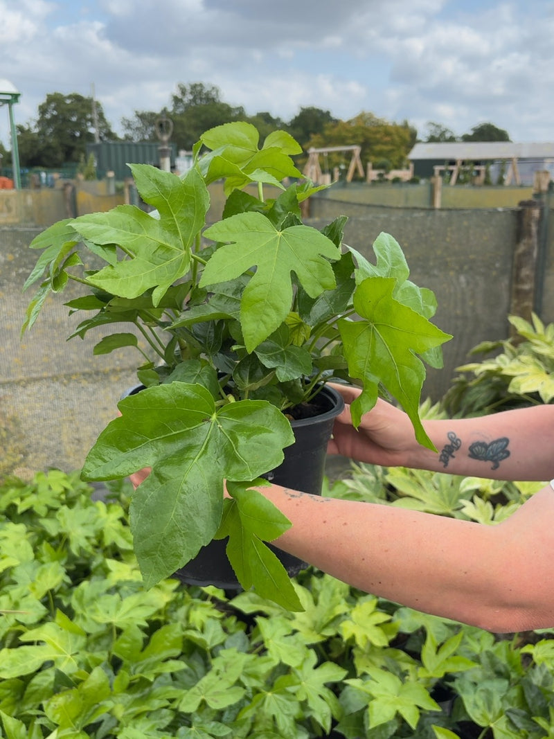 Fatsia Japonica 5 Litre Pot