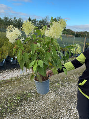 Hydrangea Paniculata Phantom 4.5 Litre Pot