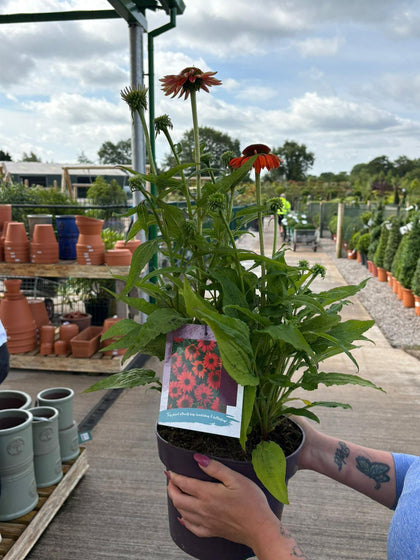 Echinacea Purpurea Lakota Red 5 Litre Pot