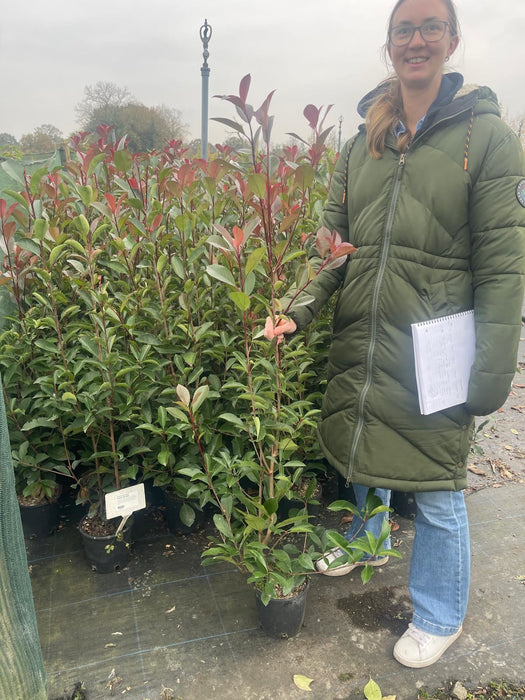 Photinia Red Robin 3.5 Litre Pot